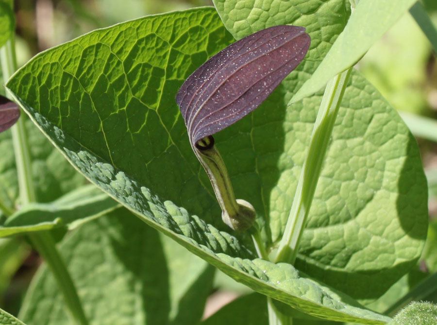 bosco misto - Aristolochia rotunda